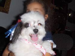 perrita tasita de te extraviada medellin, colombia