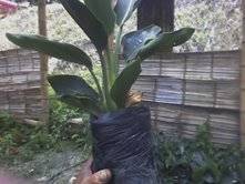 venta de PLANTAS AVE DEL PARAISO manizales, colombia