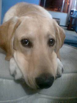 mi hermozo perro labrador busca novia bogota, colombia