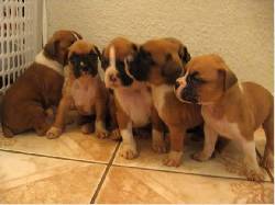 BOXER DE DEUTSCHER(ALEMAN). L.D.S VENDO  3 HERMOSO Bogota, Colombia