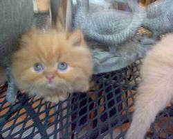 GATITOS PERSA AUTENTICOS (NO ACEPTE IMITACIONES) Quer�taro, M�xico