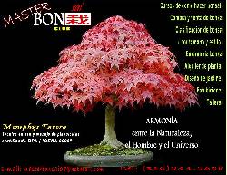Bonsai master club manizales manizales, colombia
