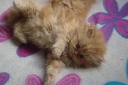 HERMOSOS GATOS PERSAS PUROS  ECONOMICOS  Bogota, colombia