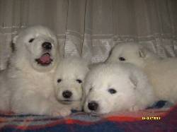 Cachorros Samoyedo Bogota, Colombia