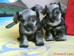 HERMOSOS CACHORRITOS SCHNAUZER MINIATURA Bogot, Colombia