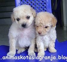 cachorros poodle miny toy de animaskotaslagranja popayan, colombia