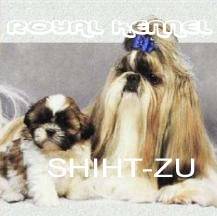 SHITZU MINIATURITAS DE ROYAL KENNEL !CRIADORES! BOGOTA, COLOMBIA