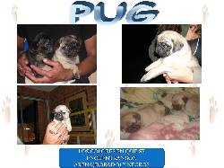 CACHORROS PUG TOTALMENTE CHATOS DE CRIADERO BOGOTA, COLOMBIA