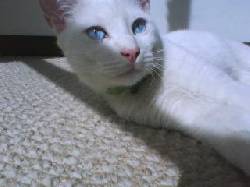 GATO EXTRANJERO BLANCO bogota, colombia