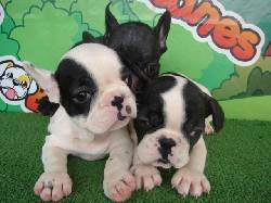Hermosos Bulldog Francs en venta! Medellin, Colombia