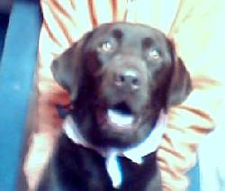 ADOPCION DE LABRADORA CHOCOLATE ADULTA bogota, colombia