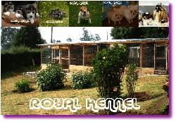ROYAL KENNEL BREDERS !20 RAZAS! SOMOS CRIADORES BOGOTA, COLOMBIA