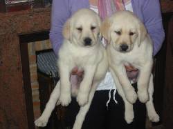 HERMOSAS CACHORRAS LABRADORAS DORADAS bogota, colombia