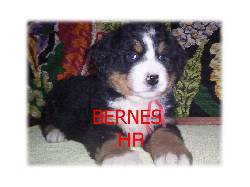 Boyero de bernes suizo espectaculares y excelentes bogota, colombia