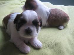 vendo Shih tzu tricolor bogota, colombia