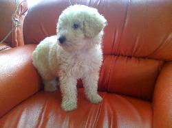 HERMOSO CACHORRO FRENCH POODLE 3 MESES bogota, colombia