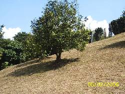 Vendo Finca medellin, colombia