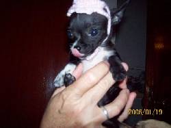 CHIHUAHUA MINIATURA UN BONBONAZO!!! buenos aires, argentina
