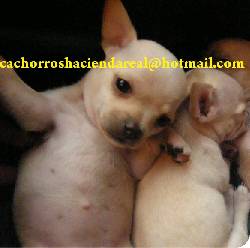 Chihuahuas cachorros venta criadero colombia perro bogota, colombia
