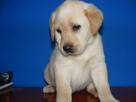 ***4 LINDOS CACHORROS LABRADORES  DORADOS,  L.D.S  Bogota, Colombia