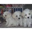 5 FRENCH POODLE MINI TOY ENANOS  L.D.S VENDO   BOGOTA, COLOMBIA