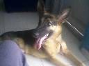 vendo pastor aleman 6 meses villavicencio, colombia