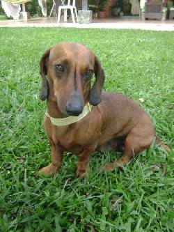 BUSCO A TOMAS. PERRO SALCHICHA COLOR MIEL Cali, Colombia
