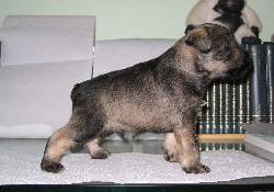 VENDO CACHORROS SCHNAUZER BOGOTA, COLOMBIA