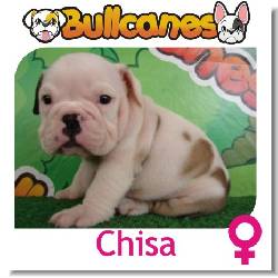 Hermosos BULLDOG INGLS a la venta, de BULLCANES Medellin, Colombia