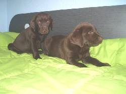 CACHORROS LABRADOR RETRIEVER Y GOLDEN $100.000 bogota, colombia