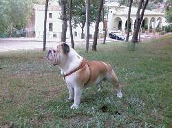 bulldog ingles para monta castellon, espaa