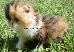 Venta Gatos Persas Medellin, Colombia