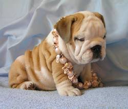 AKC Bulldogs Para Adopcin madrid, colombia