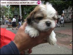 Shih_Tzu medellin, colombia