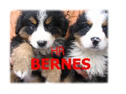 BERNES DE LA MONTAA CACHORROS VENDO //ENVIOS// bogota, colombia