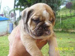 Bulldog Ingles, Excelente arruga Medellin, Colombia