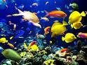 exportacion de pecesillos para acuario bogota, colombia