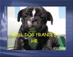 BULLDOG FRANCES CACHORROS EXCELENTES //ENVIOS/* bogota, colombia