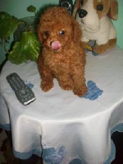 Caniche toy roja con Pedigre de FCA Buenos Aires, Argentina