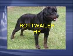 **CACHORROS ROTTWAILER VACUNADOS Y DESPARSITADOS * BOGOTA, COLOMBIA