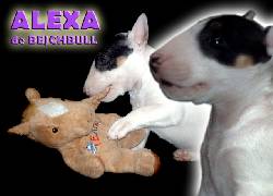 BULLTERRIER Cali, Colombia