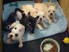 Cachorros bulldog francs para la venta. gurana, espana