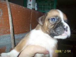 BOXER BAYOS 24CTS TARJ/CRED EXCELENTES EJEMPLARES. QUILMES, ARGENTINA