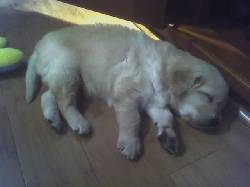 Venta de Golden Retriever Bogot, Colombia