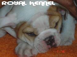 BULLDOG INGLES DE ROYAL KENNEL Bogota, Colombia