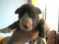 BULL TERRIER CALI, COLOMBIA