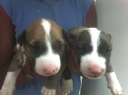 cachorros bull terrier Piedecuesta, Colombia