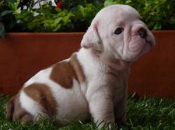 Preciosos BULLDOG a la VENTA Bogot, Colombia