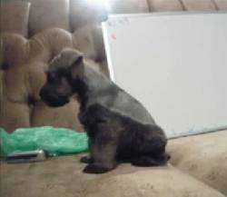 hermosos cachorros schnauzer medellin, colombia