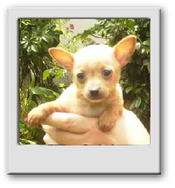 CHIHUAHUAS PUROS ADORABLES EN COLOMBIA Bogota, Colombia